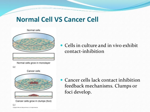 Cancer cell