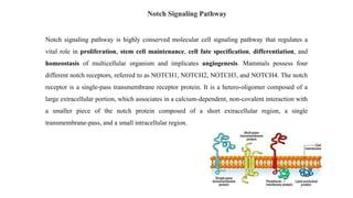 Notch signaling pathway is highly conserved molecular cell signaling pathway that regulates a
vital role in proliferation, stem cell maintenance, cell fate specification, differentiation, and
homeostasis of multicellular organism and implicates angiogenesis. Mammals possess four
different notch receptors, referred to as NOTCH1, NOTCH2, NOTCH3, and NOTCH4. The notch
receptor is a single-pass transmembrane receptor protein. It is a hetero-oligomer composed of a
large extracellular portion, which associates in a calcium-dependent, non-covalent interaction with
a smaller piece of the notch protein composed of a short extracellular region, a single
transmembrane-pass, and a small intracellular region.
Notch Signaling Pathway
 
