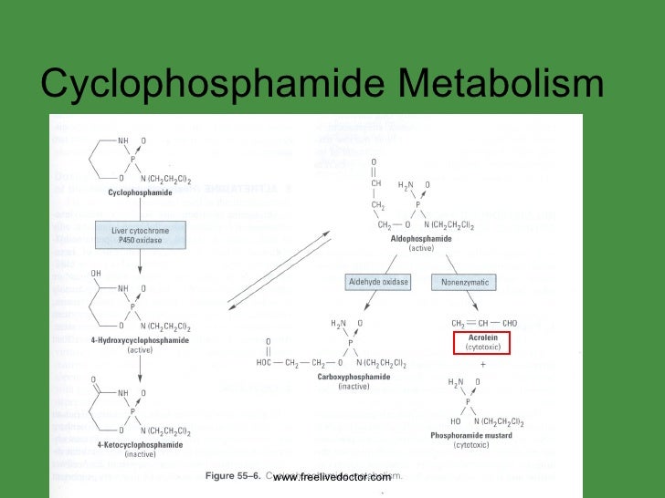 cyclophosphamide mechanism of action