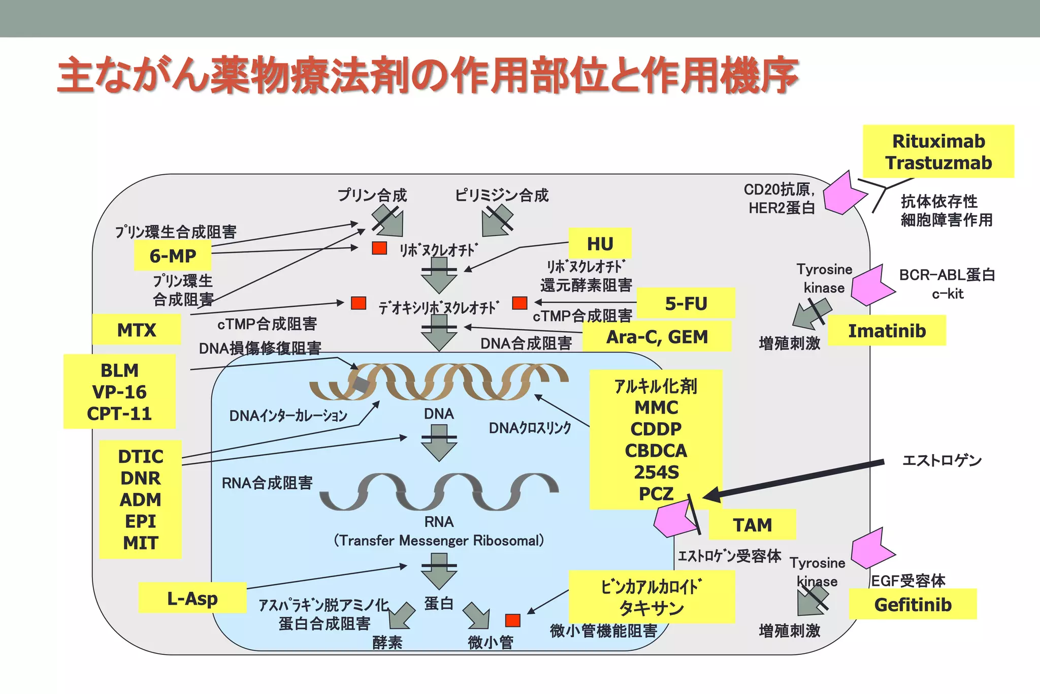 主ながん薬物療法剤の作用部位と作用機序
DNA
RNA
(Transfer Messenger Ribosomal)
蛋白
微小管酵素
DNAｸﾛｽﾘﾝｸ
DNAｲﾝﾀｰｶﾚｰｼｮﾝ
RNA合成阻害
ｱｽﾊﾟﾗｷﾞﾝ脱アミノ化
蛋白合成阻害
ﾃﾞｵｷｼﾘﾎﾞﾇｸﾚｵﾁﾄﾞ
ﾘﾎﾞﾇｸﾚｵﾁﾄﾞ
プリン合成 ピリミジン合成
L-Asp
ｱﾙｷﾙ化剤
MMC
CDDP
CBDCA
254S
PCZ
微小管機能阻害
ﾋﾞﾝｶｱﾙｶﾛｲﾄﾞ
タキサン
DNA合成阻害 Ara-C, GEM
DNA損傷修復阻害
cTMP合成阻害
5-FU
cTMP合成阻害
ﾌﾟﾘﾝ環生合成阻害
ﾌﾟﾘﾝ環生
合成阻害
MTX
6-MP
ﾘﾎﾞﾇｸﾚｵﾁﾄﾞ
還元酵素阻害
HU
BLM
VP-16
CPT-11
DTIC
DNR
ADM
EPI
MIT
ｴｽﾄﾛｹﾞﾝ受容体
TAM
EGF受容体
Gefitinib
増殖刺激
エストロゲン
Tyrosine
kinase
Rituximab
Trastuzmab
抗体依存性
細胞障害作用
CD20抗原，
HER2蛋白
BCR-ABL蛋白
c-kit
Tyrosine
kinase
Imatinib
増殖刺激
がん診療レジデントマニュアル第4版 医学書院
 