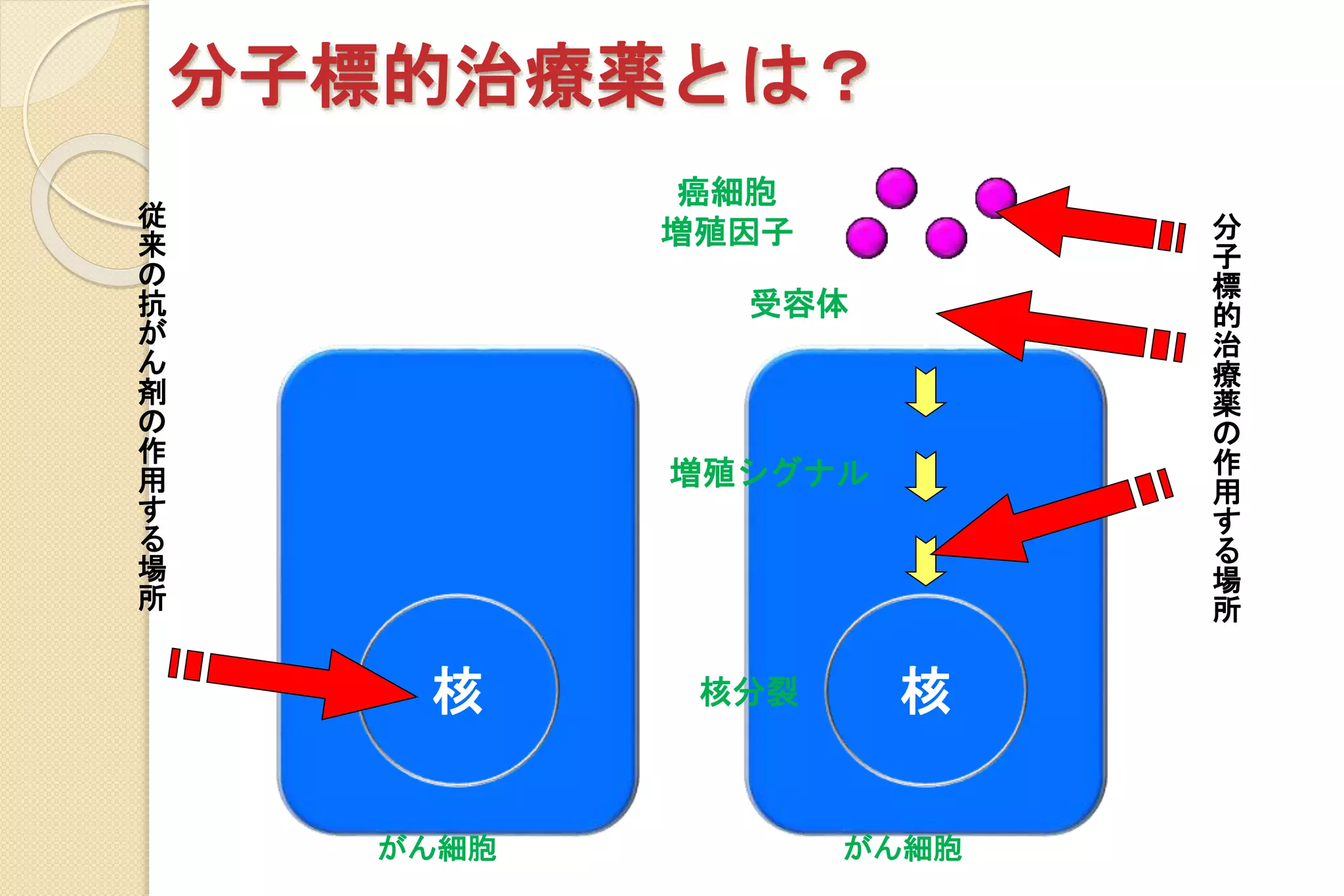 分子標的治療薬とは？
核
癌細胞
増殖因子
受容体
増殖シグナル
核分裂核
分
子
標
的
治
療
薬
の
作
用
す
る
場
所
従
来
の
抗
が
ん
剤
の
作
用
す
る
場
所
がん細胞 がん細胞
 