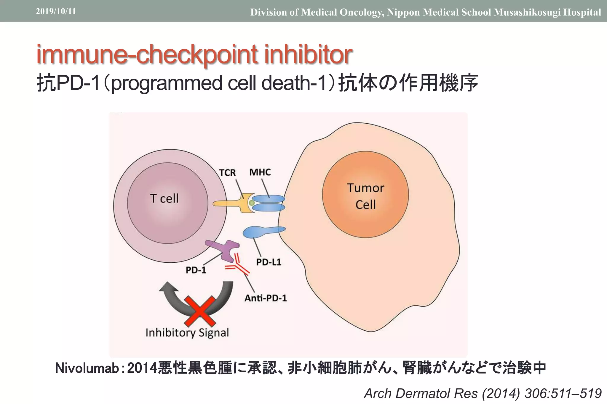 immune-checkpoint inhibitor
抗PD-1（programmed cell death-1）抗体の作用機序
2019/10/11 Division of Medical Oncology, Nippon Medical School Musashikosugi Hospital
Arch Dermatol Res (2014) 306:511–519
Nivolumab：2014悪性黒色腫に承認、非小細胞肺がん、腎臓がんなどで治験中
 