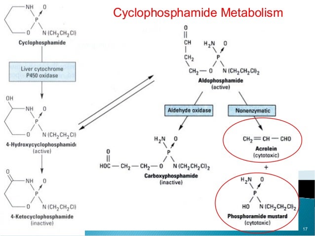 Cyclophosphamide (Cytoxan Neosar)