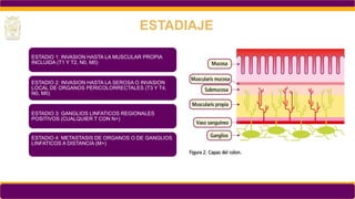 ESTADIAJE
ESTADIO 1: INVASION HASTA LA MUSCULAR PROPIA
INCLUIDA (T1 Y T2, N0, M0)
ESTADIO 2: INVASION HASTA LA SEROSA O INVASION
LOCAL DE ORGANOS PERICOLORRECTALES (T3 Y T4,
N0, M0)
ESTADIO 3: GANGLIOS LINFATICOS REGIONALES
POSITIVOS (CUALQUIER T CON N+)
ESTADIO 4: METASTASIS DE ORGANOS O DE GANGLIOS
LINFATICOS A DISTANCIA (M+)
 