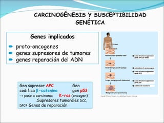 CARCINOGÉNESIS Y SUSCEPTIBILIDAD GENÉTICA Gen supresor  APC   Gen codifica   -catenina   gen  p53     paso a carcinoma  K-ras  (oncogen) . Supresores tumorales   DCC, DPC4  Genes de reparación   