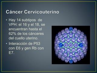 • Hay 14 subtipos de
VPH: el 16 y el 18, se
encuentran hasta el
62% de los cánceres
del cuello uterino.
• Interacción de P53
con E6 y gen Rb con
E7.
 