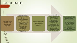PATOGENESIS
Normal: ciclo
celular con
Recambio
regular.
Si hay infección
por algúna cepa
de HPV
potencialmente
oncogénica hay
riesgo importante
de llevar ese
grupo celular
infectado a un
estado de
replicación
constante e
indefinida.
proteínas del VPH
implicacadas:
E6 y E7.
La proteína E6 se
une a la proteína
de supresión
tumoral P-53
generando
proteólisis de la
misma. El
mecanismo de
acción del p 53 es
limitar la
proliferación
celular en la fase
uno de el ciclo
celular.
E7 forma complejos
con la proteína del
retinoblastoma,
interrumpiendo la
unión con el factor
de transcripción
E2F-1. Al no estar
unido queda
“liberado”
estimulando síntesis
de ADN y
crecimiento celular
incontrolado.
 
