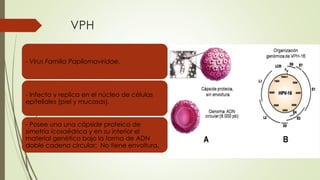 VPH
- Virus Familia Papilomaviridae.
- Infecta y replica en el núcleo de células
epiteliales (piel y mucosas).
- Posee una una cápside proteica de
simetría icosaédrica y en su interior el
material genético bajo la forma de ADN
doble cadena circular; No tiene envoltura.
 