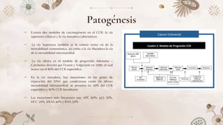Patogénesis
⤞ Existen dos modelos de carcinogénesis en el CCR: la vía
supresora (clásica) y la vía mutadora (alternativa).
⤞ La vía Supresora también se le conoce como vía de la
inestabilidad cromosómica, así como a la vía Mutadora la vía
de la inestabilidad microsatelital.
⤞ La vía clásica es el modelo de progresión Adenoma –
Carcinoma descrito por Fearon y Volgestein en 1990, el cual
ocurre en el 80% del CCR esporádico.
⤞ En la vía mutadora, hay mutaciones en los genes de
reparación del DNA que condicionan como fin último
inestabilidad microsatelital, se presenta en 20% del CCR
esporádico y 80% CCR hereditario.
⤞ Las mutaciones más frecuentes son: APC 60%, p53 70%,
DCC 70%, KRAS 40% y BAX 50%
 