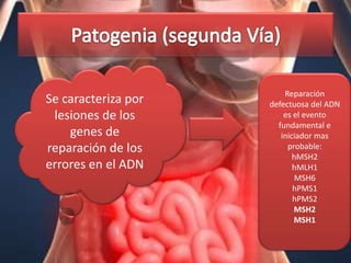 Reparación
Se caracteriza por   defectuosa del ADN
 lesiones de los         es el evento
                       fundamental e
    genes de            iniciador mas
reparación de los         probable:
                            hMSH2
errores en el ADN           hMLH1
                             MSH6
                            hPMS1
                            hPMS2
                            MSH2
                            MSH1
 