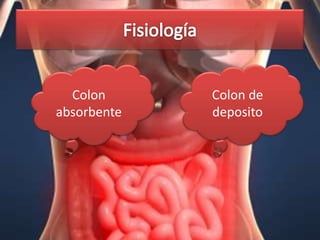 Colon      Colon de
absorbente   deposito
 