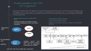 Modelo genético del CCR
Por Vogelstein
Se explica la progresion del CCR desde la mucosa normal del colomn hasta el carcinoma. Se describen las difetrentes vuas
relacionadas con el origen del CCR, la supresora ( Inestabilidad cromosomica, CIN) , la mutadora (Inestabilidad
microsatelital, MSI) y la de metilacion (Fenotipo de metilacion de las islas CpG). Genes del sistema de reparacion de bases
mal apareadas (MMR)
Genes supresores de tumor (APC, DCC Y
TP53)
Inactivacion de genes que codifican proteínas
que inhiben la proliferación celular o promueven
la apoptosis
ONCOGENES (K-RAS Y CTNNB1)
inducen la proliferación celular.
Aceleran el crecimiento celular y contribuir a la formación
del tumor
APC
(FAP)
CTNNB
1
genes
MMR
Esporádicos
85%
No esporádicos
15%
[HNPCC]
homólogo humano mutS
(MSH2), homólogo 1 humano
mutL, gen de segregación
posmeiótica tipo 2 ((PMS2).
p53 70%, DCC 70%, KRAS 40% y BAX 50%.
 