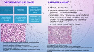 CARCINOMA DE CÉLULAS CLARAS
<5% de los cánceres
tumor tipo II
importante
Microscopio:
predominio sólido,
quístico, tubular o
papilar
tumores de alta
malignidad y muy
invasores
Dx en enfermedad
avanzada y hay mal
pronóstico
son similares a los
que se originan en el
ovario, vagina y
cuello uterino
CARCINOMA MUCINOSO.
• 1 A 2% DE LOS CÁNCERES
• PATRÓN GLANDULAR CON CÉLULAS CILÍNDRICAS
UNIFORMES Y ESTRATIFICACIÓN MÍNIMA
• LESIONES EN ETAPA I Y GRADO 1 CON BUEN PRONÓSTICO
• DX DF:ADENOCARCINOMACERVICOUTERINO PRIMARIO
(CUANDO HAY EPITELIO ENDOCERVICAL + SEGMENTO
UTERINO INFERIOR
• RM: ESCLARECER LA UBICACIÓN DE ORIGEN
• Adenocarcinoma de células claras de tipo sólido, formado por células
con citoplasma granular eosinofílico o transparente.
• presencia de glóbulos hialinos eosinófilos (flechas).
• poseen un citoplasma transparente y membranas celulares definidas
características de este tumor.
• Los núcleos son moderadamente pleomórficos, con prominencia de los
nucléolos
• Microfotografía de un carcinoma mucinoso
• la mayoría de las células del tumor contienen mucina intracitoplasmática.
• forman hojas y estructuras cribiformes y muchas contienen una fina mucina intracitoplasmática
azulosa (flecha).
• Los espacios cribiformes en el tumor contienen mucina azulosa (asterisco) y numerosos
neutrófilos.
 