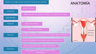 ANATOMÍA
El útero es un órgano hueco muscular en forma de pera invertida.
Localización:
la pelvis femenina
delante del recto, por detrás de la vejiga y en contacto con la vagina.
Capas del utero:
Perimetrio: túnica serosa externa.
Miometrio:
túnica muscular media,
capa gruesa de tejido muscular liso que se distiende durante el embarazo.
Aquí están localizados los principales vasos y nervios del útero.
Endometrio:
túnica mucosa interna que se adhiere al miometrio.
Este revestimiento se renueva cada mes tras la
menstruación.
 