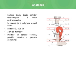 Anatomía
• Esófago inicia desde esfínter
cricofaríngeo a unión
gastroesofágica
• Se separa de la columna a nivel
de T4
• Mide de 20 a 25 cm
• 2 cm de diámetro
• Dividido en porción cervical,
porción torácica y porción
abdominal
 