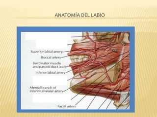 Cancer de labio y reconstruccion | PPTX
