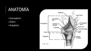 ANATOMÍA
Supraglotis
Glotis
Subglotis
 