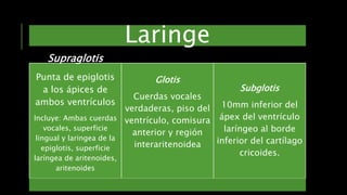 Laringe
Supraglotis
Punta de epiglotis
a los ápices de
ambos ventrículos
Incluye: Ambas cuerdas
vocales, superficie
lingual y laringea de la
epiglotis, superficie
laríngea de aritenoides,
aritenoides
Glotis
Cuerdas vocales
verdaderas, piso del
ventrículo, comisura
anterior y región
interaritenoidea
Subglotis
10mm inferior del
ápex del ventrículo
laríngeo al borde
inferior del cartílago
cricoides.
 