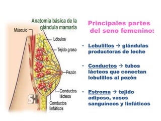 Principales partes
  del seno femenino:

• Lobulillos  glándulas
  productoras de leche

• Conductos  tubos
  lácteos que conectan
  lobulillos al pezón

• Estroma  tejido
  adiposo, vasos
  sanguíneos y linfáticos
 