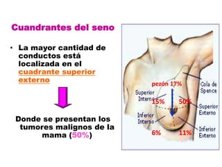 Cuandrantes del seno

• La mayor cantidad de
  conductos está
  localizada en el
  cuadrante superior
  externo                  pezón 17%

                           15%     50%

 Donde se presentan los
  tumores malignos de la
      mama (50%)           6%      11%
 