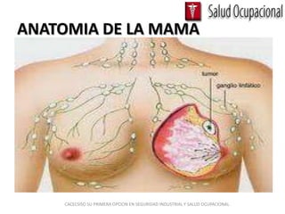 ANATOMIA DE LA MAMA




    CACECSISO SU PRIMERA OPCION EN SEGURIDAD INDUSTRIAL Y SALUD OCUPACIONAL
 