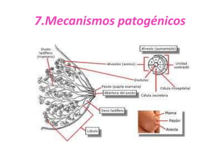 7.Mecanismos patogénicos
 