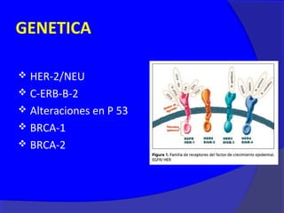 GENETICA

 HER-2/NEU
 C-ERB-B-2
 Alteraciones en P 53
 BRCA-1
 BRCA-2
 