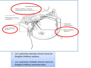 • Los cuadrantes laterales drenan hacia los
Ganglios linfáticos axilares.
• Los cuadrantes mediales drenan hacia los
Ganglios linfáticos paraesternales.
 