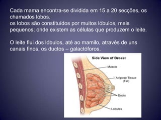 Cada mama encontra-se dividida em 15 a 20 secções, os
chamados lobos.
os lobos são constituídos por muitos lóbulos, mais
pequenos; onde existem as células que produzem o leite.

O leite flui dos lóbulos, até ao mamilo, através de uns
canais finos, os ductos – galactóforos.
 