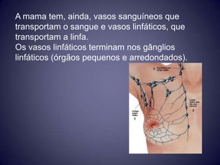 A mama tem, ainda, vasos sanguíneos que
transportam o sangue e vasos linfáticos, que
transportam a linfa.
Os vasos linfáticos terminam nos gânglios
linfáticos (órgãos pequenos e arredondados).
 