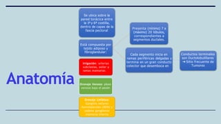 Anatomía
Se ubica sobre la
pared torácica entre
la 1º y 6ª costilla,
dentro de capas de la
fascia pectoral
Está compuesta por
tejido adiposo y
fibroglandular:
Presenta (mínimo) 7 a
(máximo) 20 lóbulos,
correspondientes a
segmentos ductales.
Cada segmento inicia en
ramas periféricas delgadas y
termina en un gran conducto
colector que desemboca en
Conductos terminales
son Ductolobulillares
➔ Sitio frecuente de
Tumores
Irrigación: arterias
subclavias, axilar y
ramas mamarias
Drenaje Venoso: plexo
venoso bajo el pezón
Drenaje Linfático:
Ganglios axilares
homolaterales (90%) y
cadena ganglionar
mamaria interna
 