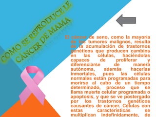 El cáncer de seno, como la mayoría
de los tumores malignos, resulta
de la acumulación de trastornos
genéticos que producen cambios
en las células, haciéndolas
capaces de proliferar y
diferenciarse de manera
autónoma, además hacerlas
inmortales, pues las células
normales están programadas para
morirse al cabo de un tiempo
determinado, proceso que se
llama muerte celular programada o
apoptosis, y que se ve postergado
por los trastornos genéticos
causantes de cáncer. Células con
estas características se
multiplican indefinidamente, de
 