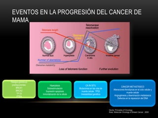 EVENTOS EN LA PROGRESIÓN DEL CANCER DE
 MAMA




Riesgos genéticos
 predisponentes:           Hiperplasia                   CA IN SITU
     BRCA1                                                                                   CÁNCER METASTÁSICO
                        Sobrestimulación           Mutaciones en las vías de        Alteraciones fenotípicas en el ciclo celular y
     BRCA2             Supresión apoptosis           muerte celular TP53
      TP 53                                                                                        muerte celular
                    Inmortalización de la célula    Inestabilidad genética
      PTEN                                                                           Angiogénesis y diseminación metástasica
                                                                                         Defectos en la reparacion del DNA



                                                                               Devita .Principles of Oncology
                                                                               Ross. Molecular Oncology of Breast Cancer . 2005
 