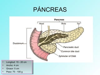 PÁNCREAS
• Longitud: 15 - 20 cm
• Ancho: 4 cm
• Grosor: 5 cm
• Peso: 75 - 100 g
 