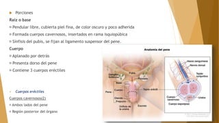  Porciones
Raíz o base
Pendular libre, cubierta piel fina, de color oscuro y poco adherida
Formada cuerpos cavernosos, insertados en rama isquiopúbica
Sínfisis del pubis, se fijan al ligamento suspensor del pene.
Cuerpo
Aplanado por detrás
Presenta dorso del pene
Contiene 3 cuerpos eréctiles
 Cuerpos eréctiles
Cuerpos cavernosos(2)
Ambos lados del pene
Región posterior del órgano
 