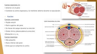 Cuerpo esponjoso (1)
Anterior en el pene
Contiene la uretra esponjosa y la mantiene abierta durante la eyaculación.
 Función:
Cuerpos cavernosos
Tejido eréctil
Parte superior del pene
Se llenan de sangre durante la erección
Oxido nítrico (desencadena la erección)
Dilatación cc y vs.
Cuerpo esponjoso
Más pequeña
Parte inferior del pene
Evita que se comprima la uretra
 