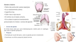 Glande o balano
Parte más ancha del cuerpo esponjoso
Es un abultamiento cónico
Superficie lisa
Color rosa o rojo oscuro
El vértice es el meato urinario.
En su base se aprecia levantamiento
pronunciado en el dorso «corona del glande»
 Corona del glande
Se limita hacia atrás por surco balanoprepucial, donde parte el repliegue
que cubre al glande (prepucio)
 Prepucio
Formado por la piel del pene, cubre al glande parcial o totalmente
Constituye un orificio prepucial donde termina
 