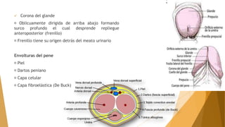  Corona del glande
Oblicuamente dirigida de arriba abajo formando
surco profundo el cual desprende repliegue
anteroposterior (frenillo)
Frenillo tiene su origen detrás del meato urinario
Envolturas del pene
Piel
Dartos peniano
Capa celular
Capa fibroelástica (De Buck)
 