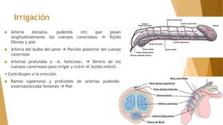 Irrigación
 Arteria dorsal(a. pudenda int) que pasan
longitudinalmente los cuerpos cavernosos  Tejido
fibroso y piel
 Arteria del bulbo del pene  Porción posterior del cuerpo
cavernoso
 Arterias profundas o «A. helicinas»  Dentro de los
cuerpos cavernosos para irrigar y nutrir el tejido eréctil.
Contribuyen a la erección
 Ramas superiores y profundas de arterias pudendas
externas(Arcada femoral)  Piel
 