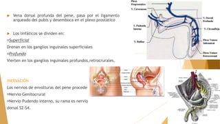  Vena dorsal profunda del pene, pasa por el ligamento
arqueado del pubis y desemboca en el plexo prostático
 Los linfáticos se dividen en:
Superficial
Drenan en los ganglios inguinales superficiales
Profundo
Vierten en los ganglios inguinales profundos,retrocrurales.
INERVACIÓN
Los nervios de envolturas del pene proceden
Nervio Genitocrural
Nervio Pudendo interno, su rama es nervio
dorsal S2-S4.
 