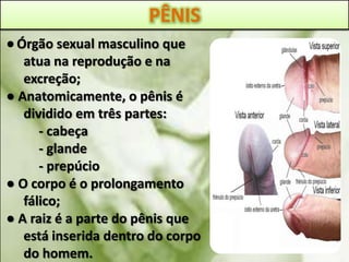 ●Órgão sexual masculino que
atua na reprodução e na
excreção;
● Anatomicamente, o pênis é
dividido em três partes:
- cabeça
- glande
- prepúcio
● O corpo é o prolongamento
fálico;
● A raiz é a parte do pênis que
está inserida dentro do corpo
do homem.
PÊNIS
 