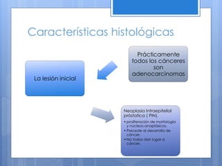 Características histológicas
                           Prácticamente
                         todos los cánceres
                                 son
                         adenocarcinomas
 La lesión inicial




                     Neoplasia Intraepitelial
                     próstatica ( PIN).
                     • proliferación de morfología
                       y núcleos anaplásicos.
                     • Precede al desarrollo de
                       cáncer.
                     • No todos dan lugar a
                       cáncer.
 