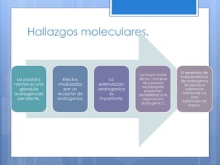 Hallazgos moleculares.


                                                                  El desarrollo de
                                             La mayor parte
                                                                 independencia
 La prostata      Efectos          La        de los canceres
                                                                 de androgenos
normal es una    modulados    estimulación      de prostata
                                                                     se asocia a
                                               inicialmente
  glandula         por un     androgenica        presentan
                                                                      resistencia
androgenode     receptor de        es                              hormonal y a
                                             sensibilidad a la
 pendiente.     androgenos.    importante.                                una
                                               deprivacion
                                                                   supervivencia
                                              androgenica.
                                                                        menor.
 
