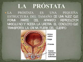  LA PRÓSTATA ES UNA PEQUEÑA
ESTRUCTURA DEL TAMAÑO DE UNA NUEZ QUE
FORMA PARTE DEL APARATO REPRODUCTOR
MASCULI NO Y RODEA LA URETRA, EL CONDUCTO QUE
TRANSPORTA LA ORI NA FUERA DEL CUERPO.
 