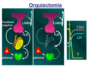 LHRHLHRH
LHLH
TT
adrenaladrenal
LHRHLHRH
LHLH
adrenaladrenal
FeedbackFeedback
negativonegativo
TT
TTTT
FSHFSH
LHLH
TT
Orquiectomía
 