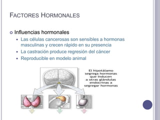 FACTORES HORMONALES
 Influencias hormonales
 Las células cancerosas son sensibles a hormonas
masculinas y crecen rápido en su presencia
 La castración produce regresión del cáncer
 Reproducible en modelo animal
 