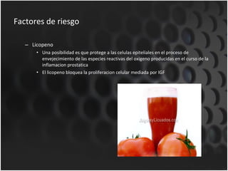 Factores de riesgo Licopeno Una posibilidad es que protege a las celulas epiteliales en el proceso de envejecimiento de las especies reactivas del oxigeno producidas en el curso de la inflamacion prostatica El licopeno bloquea la proliferacion celular mediada por IGF 