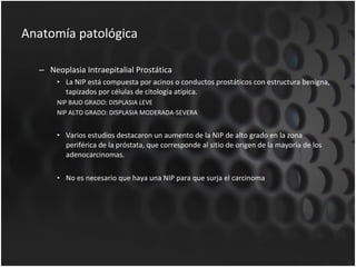 Anatomía patológica Neoplasia Intraepitalial Prostática La NIP está compuesta por acinos o conductos prostáticos con estructura benigna, tapizados por células de citología atípica. NIP BAJO GRADO: DISPLASIA LEVE NIP ALTO GRADO: DISPLASIA MODERADA-SEVERA Varios estudios destacaron un aumento de la NIP de alto grado en la zona periférica de la próstata, que corresponde al sitio de origen de la mayoría de los adenocarcinomas.  No es necesario que haya una NIP para que surja el carcinoma 
