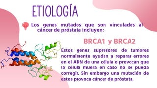 ETIOLOGÍA
BRCA1 y BRCA2
Los genes mutados que son vinculados al
cáncer de próstata incluyen:
Estos genes supresores de tumores
normalmente ayudan a reparar errores
en el ADN de una célula o provocan que
la célula muera en caso no se pueda
corregir. Sin embargo una mutación de
estos provoca cáncer de próstata.
 