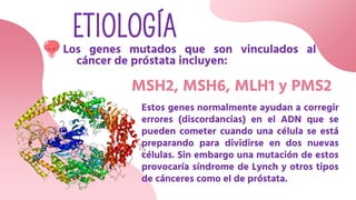 ETIOLOGÍA
MSH2, MSH6, MLH1 y PMS2
Los genes mutados que son vinculados al
cáncer de próstata incluyen:
Estos genes normalmente ayudan a corregir
errores (discordancias) en el ADN que se
pueden cometer cuando una célula se está
preparando para dividirse en dos nuevas
células. Sin embargo una mutación de estos
provocaría síndrome de Lynch y otros tipos
de cánceres como el de próstata.
 